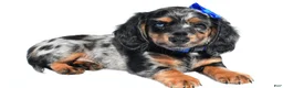Miniature Dachshund dogs for sale: Porter - Ad 1
