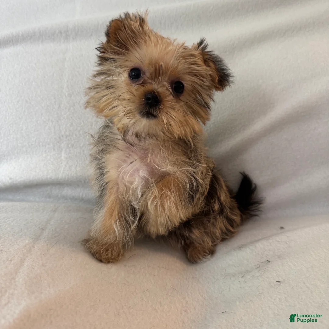 Shorkie dogs for sale: Luka - Ad 4