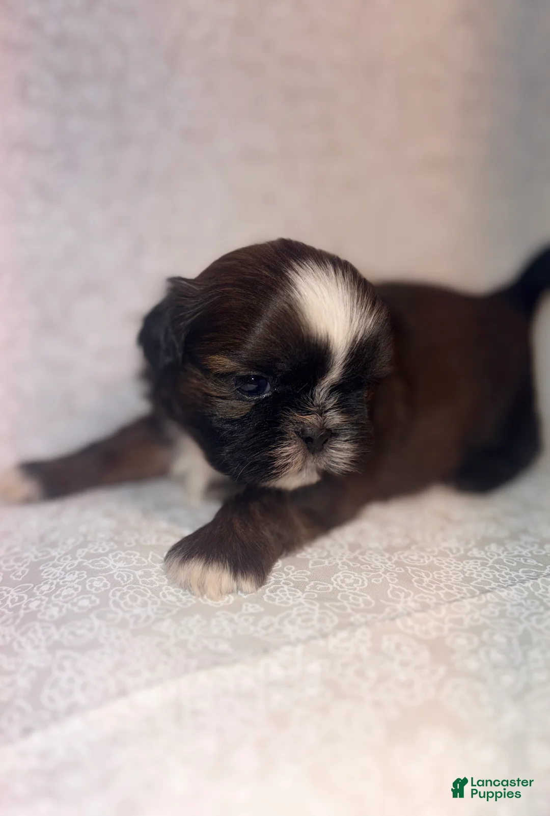 Shih Tzu dogs for sale: Scuttle - Ad 2