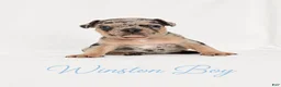 French Bulldog dogs for sale: Winston Boy - Ad 5