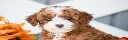 Miniature Poodle dogs for sale: Rayden - Ad 2