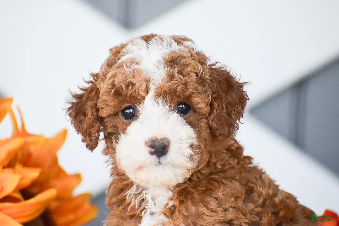 Miniature Poodle dogs for sale: Rayden - Ad 2
