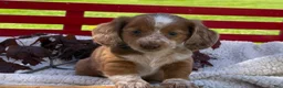 Miniature Dachshund dogs for sale: Boone - Ad 5