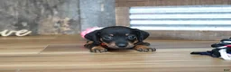 Miniature Dachshund dogs for sale: Belle - Ad 2