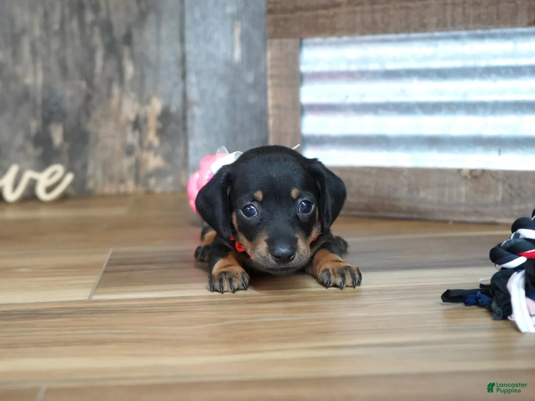 Miniature Dachshund dogs for sale: Belle - Ad 2