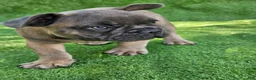 French Bulldog dogs for sale: Gator - Ad 5