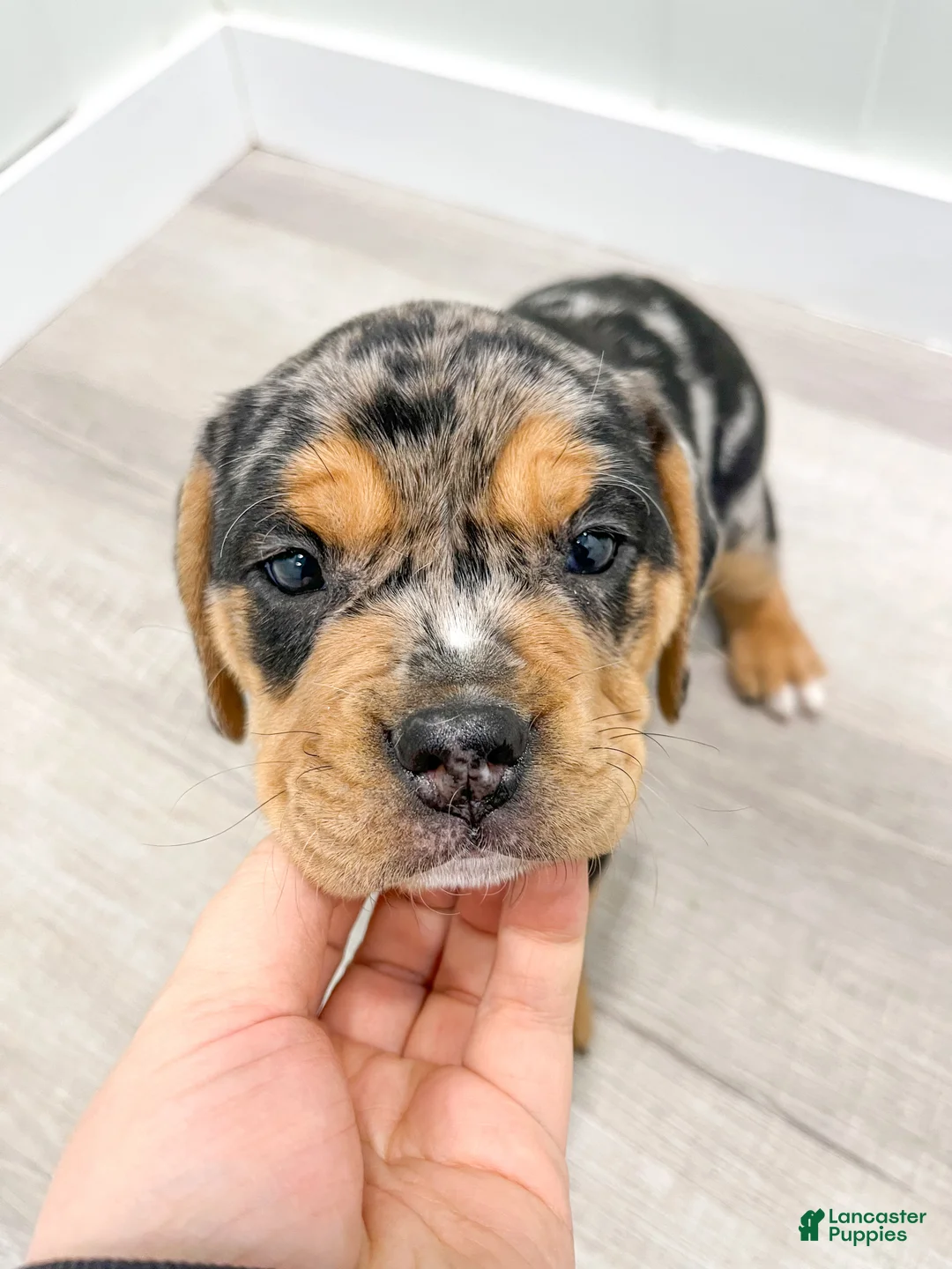 Mixed Breed dogs for sale: Gia - Ad 6