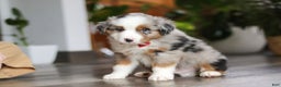 Miniature Australian Shepherd dogs for sale: Ghirardelli - Ad 5