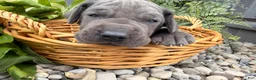 Great Dane dogs for sale: Sparkle - Ad 1
