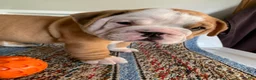 Beabull dogs for sale: Pork chop - Ad 2