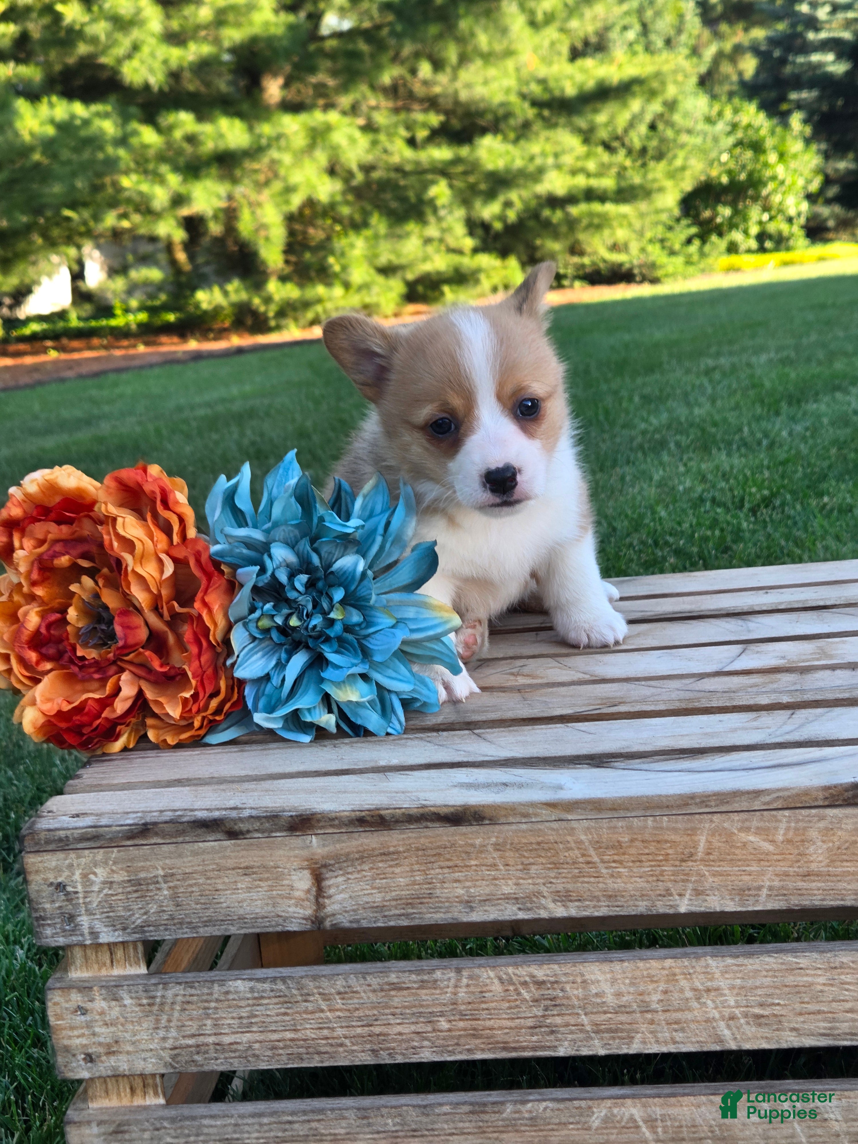 Welsh Corgi Pembroke dogs Tessi - Ad 2