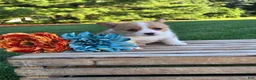 Welsh Corgi Pembroke dogs for sale: Tessi - Ad 3