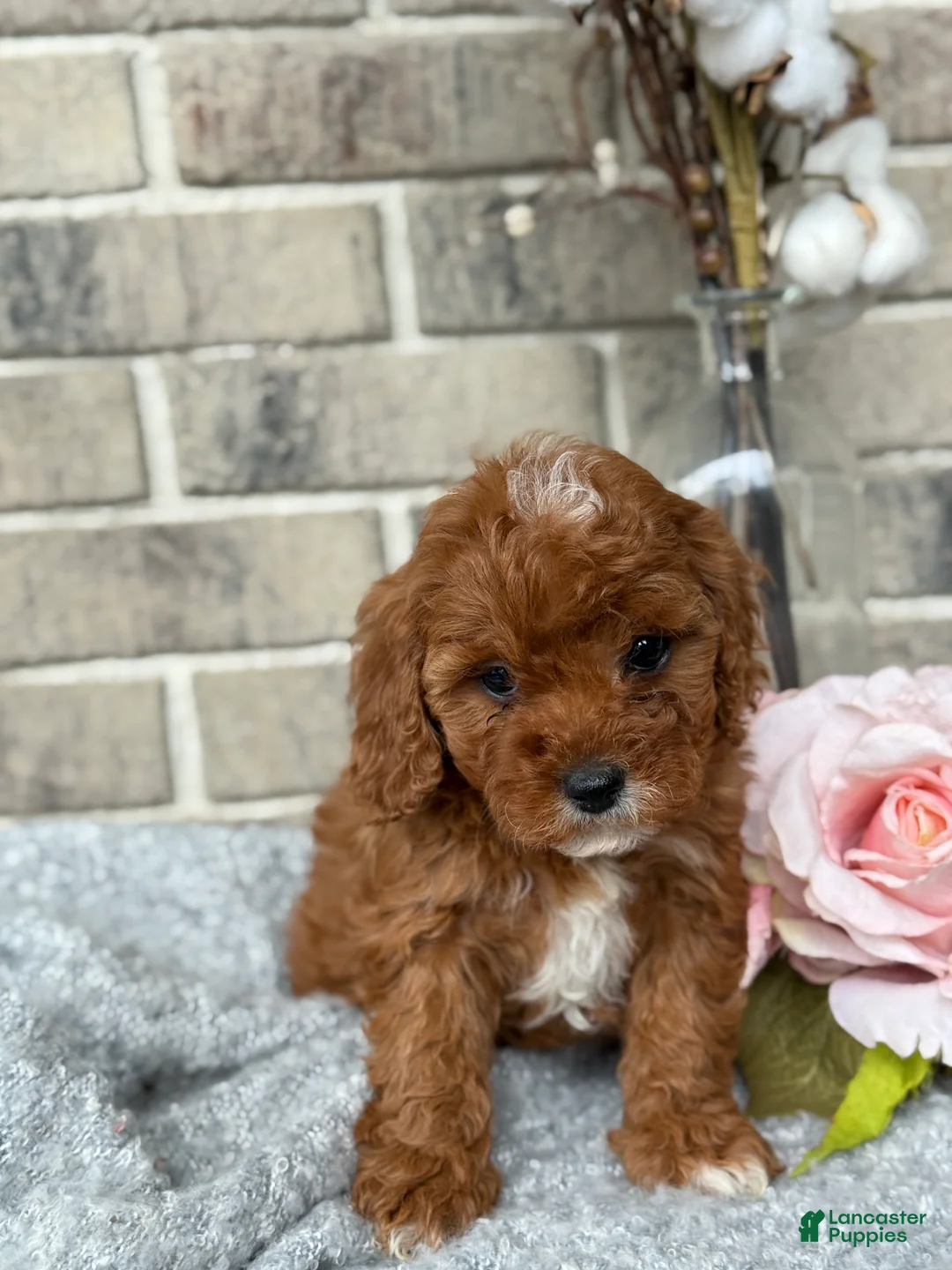 Cavapoo dogs for sale: Kassie - Ad 8