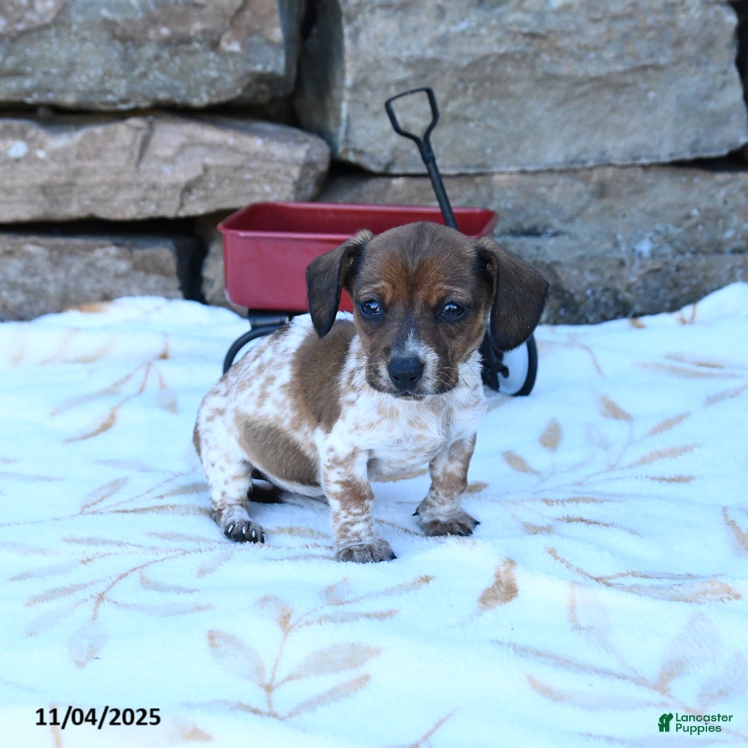 Miniature Dachshund dogs for sale: Xara - Ad 1