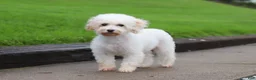 Maltipoo dogs for sale: Annie - Ad 11