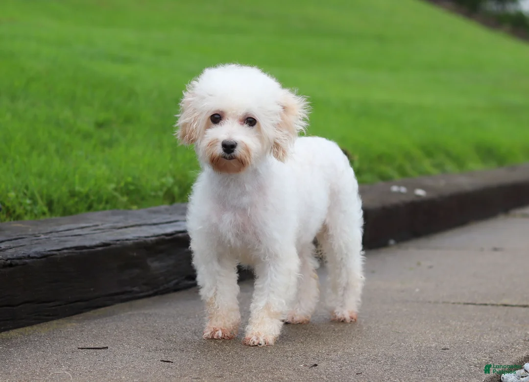 Maltipoo dogs for sale: Annie - Ad 11