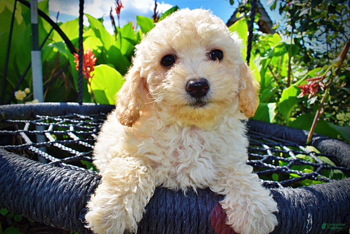 Havapoo dogs Avalon - Ad 1