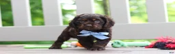 Cocker Spaniel dogs for sale: Charlie - Ad 4