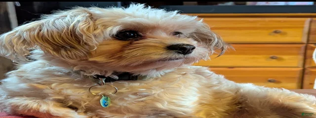 Dexter