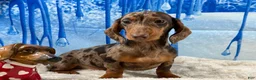 Miniature Dachshund dogs for sale: Rianna dappleShow boy - Ad 6
