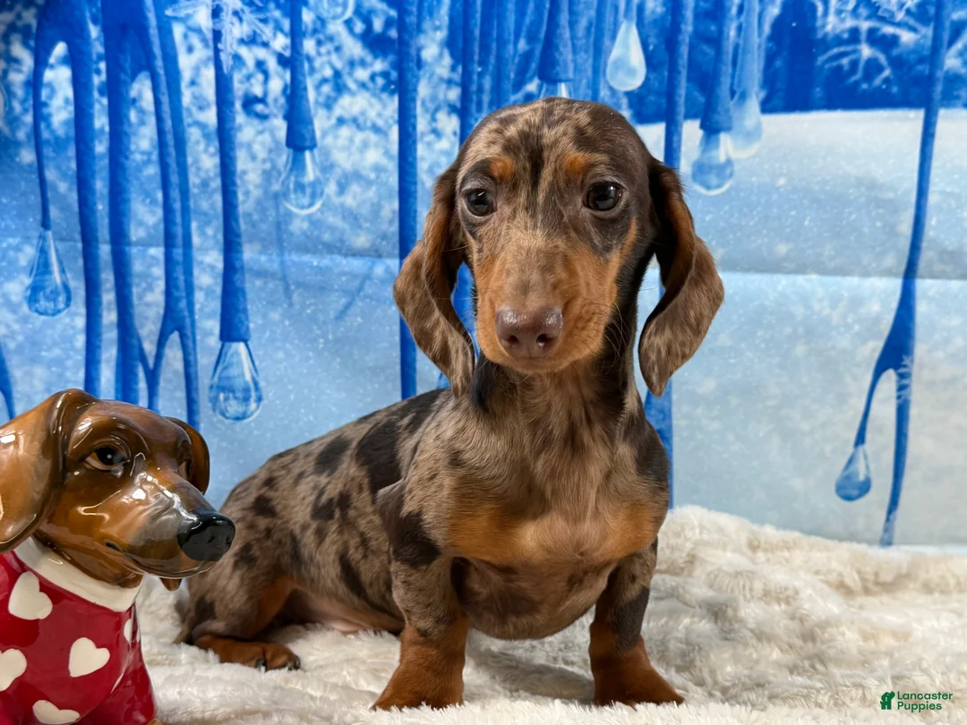 Miniature Dachshund dogs for sale: Rianna dappleShow boy - Ad 6