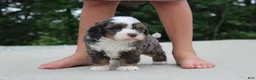 Mini Bernedoodle dogs for sale: Peyton  - Ad 1