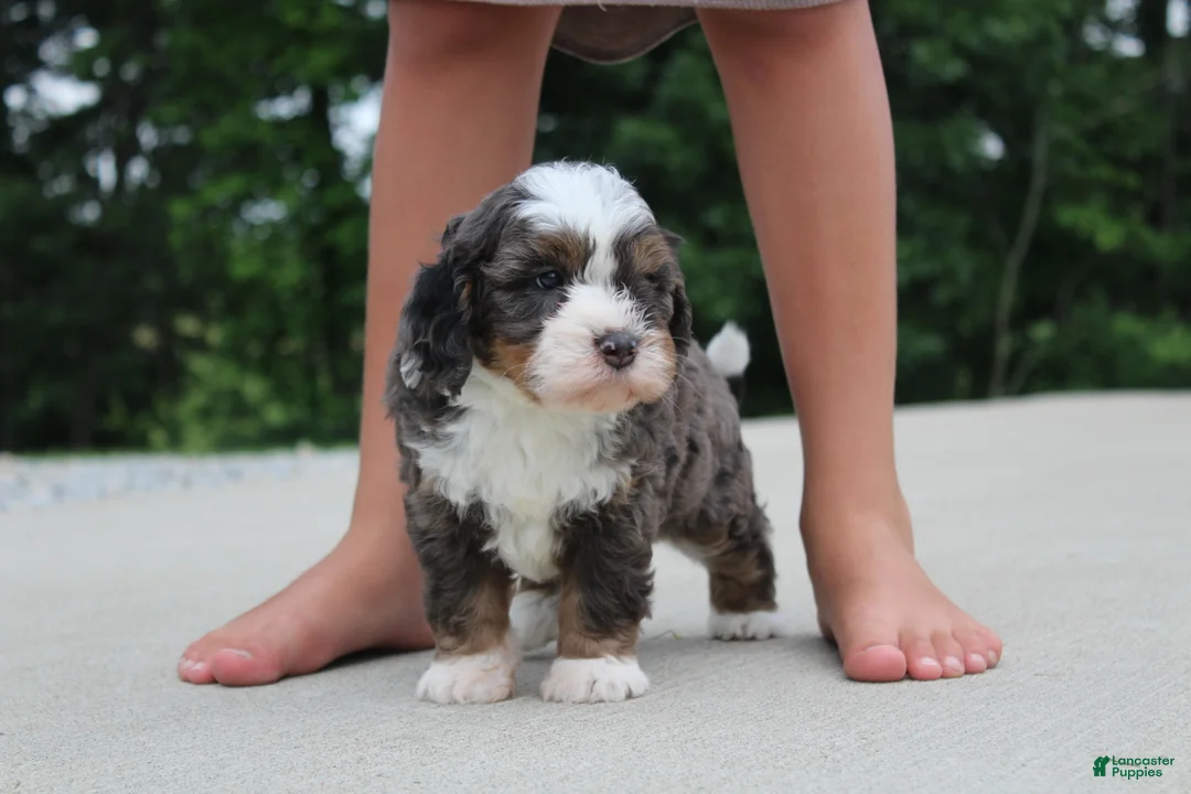 Mini Bernedoodle dogs for sale: Peyton  - Ad 1