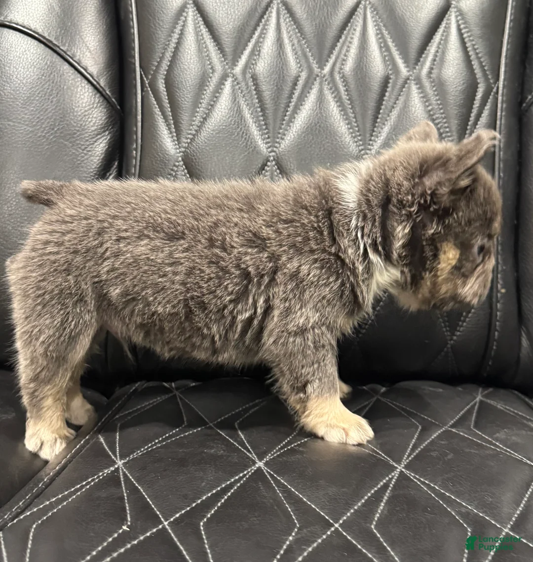 French Bulldog dogs for sale: FLUFFY BIG ROPE MAVERICK - Ad 7