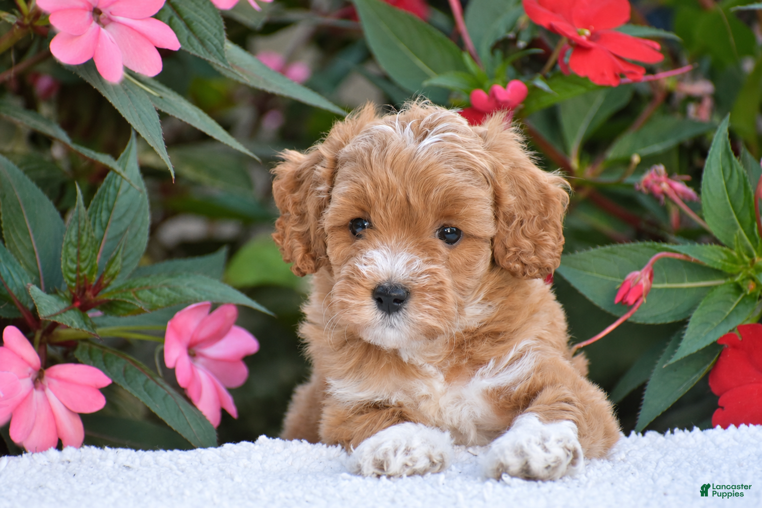 Mini Goldendoodle dogs Amelia - Mini F1BB - Ad 2