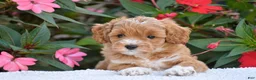 Mini Goldendoodle dogs for sale: Amelia - Mini F1BB - Ad 2
