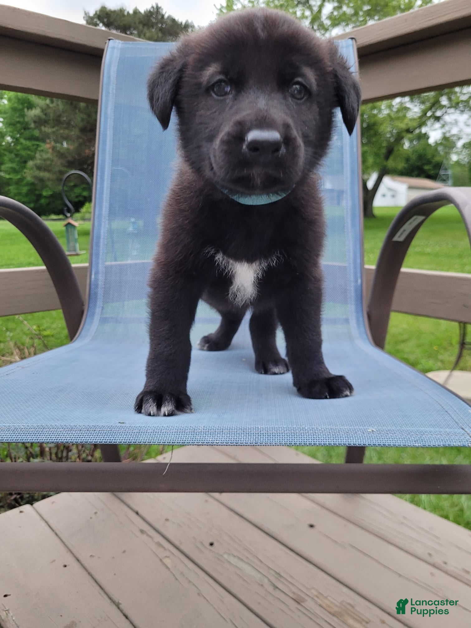 Mixed Breed dogs Skylar - Ad 2