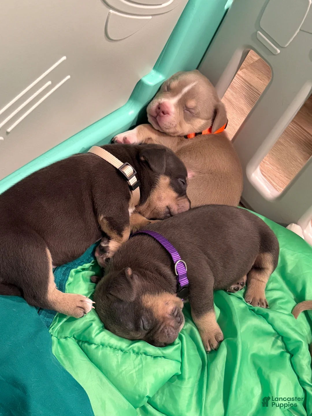 American Bully dogs for sale: American Bully Puppy 7 - Ad 2