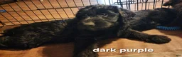 Labradoodle dogs for sale: Labradoodle dark purple collar - Ad 8