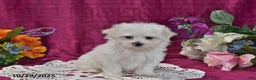 Maltese dogs for sale: Casper - Ad 4