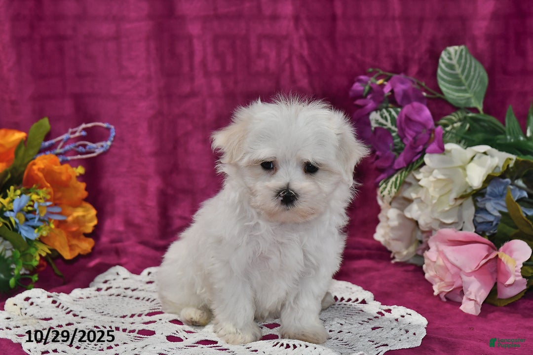 Maltese dogs for sale: Casper - Ad 4