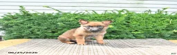Mixed Breed dogs for sale: Athena - Ad 3