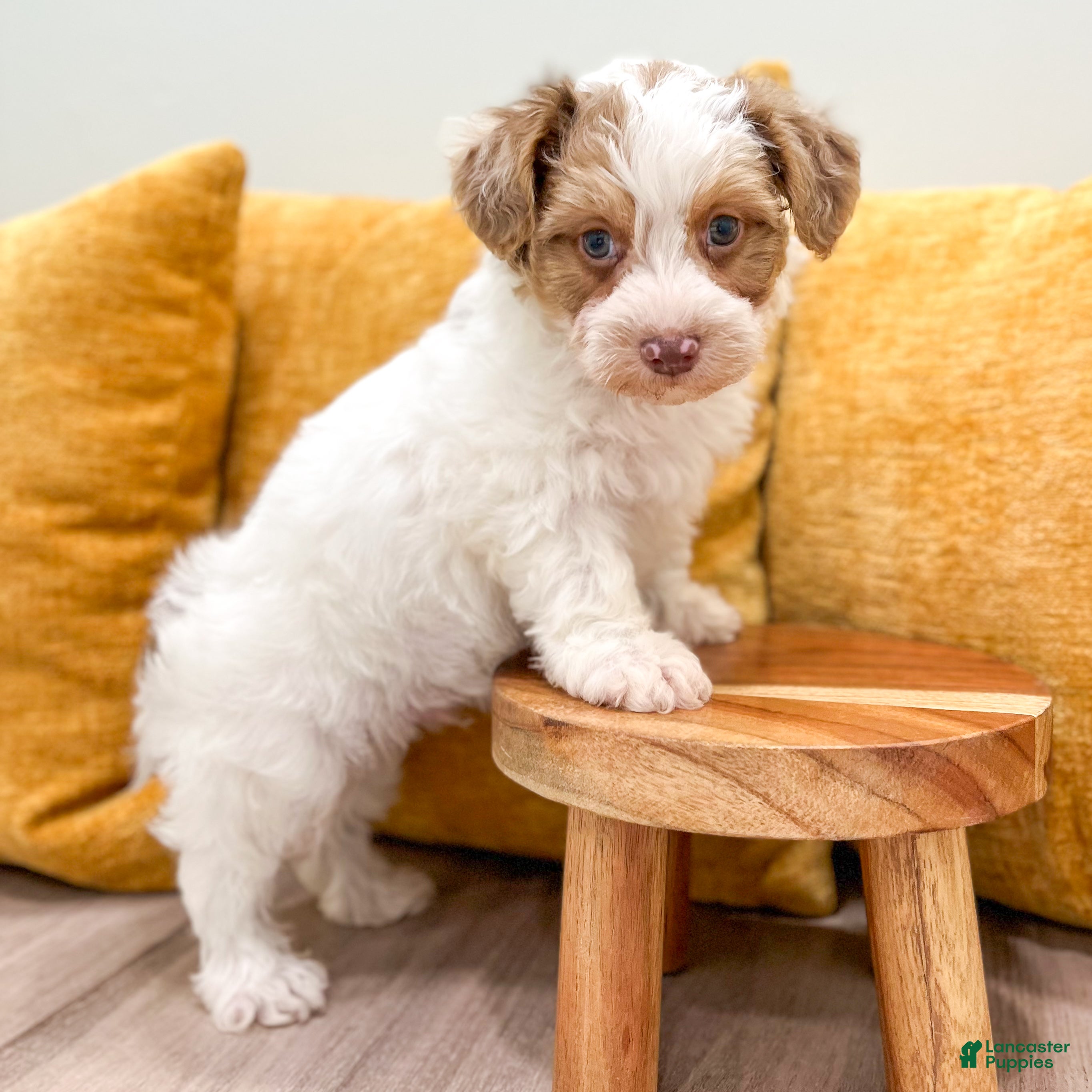 Yorkiepoo dogs Chico - Ad 2
