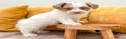 Yorkiepoo dogs for sale: Chico - Ad 2