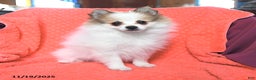 Pomeranian dogs for sale: Sport - Ad 1