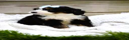 Mini Bernedoodle dogs for sale: Lacey - Ad 4