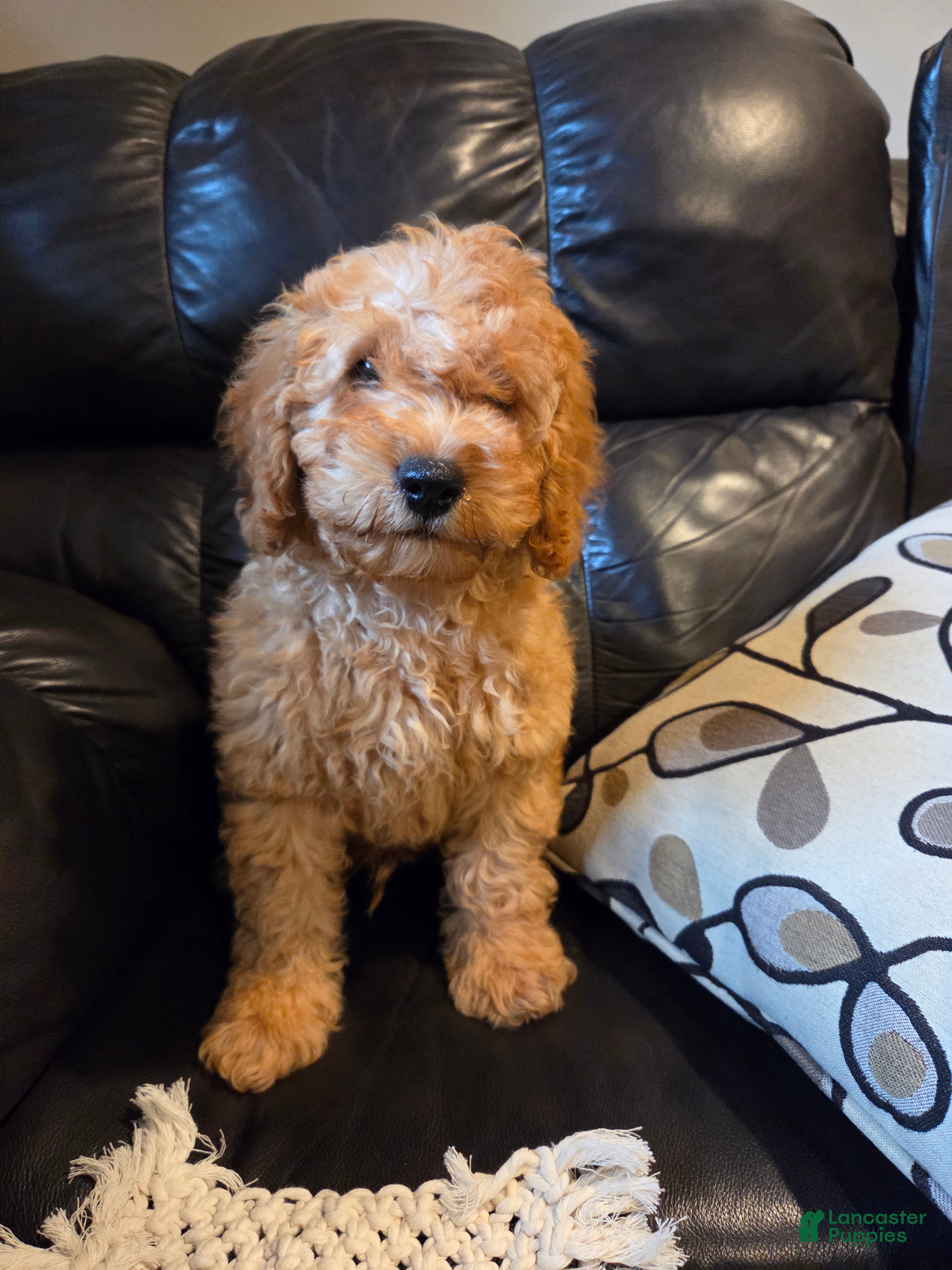 Mini Goldendoodle dogs BLAZE - Mini Goldendoodle Fluffy Puppy - Ad 2