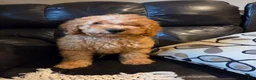 Mini Goldendoodle dogs for sale: BLAZE - Mini Goldendoodle Fluffy Puppy - Ad 11