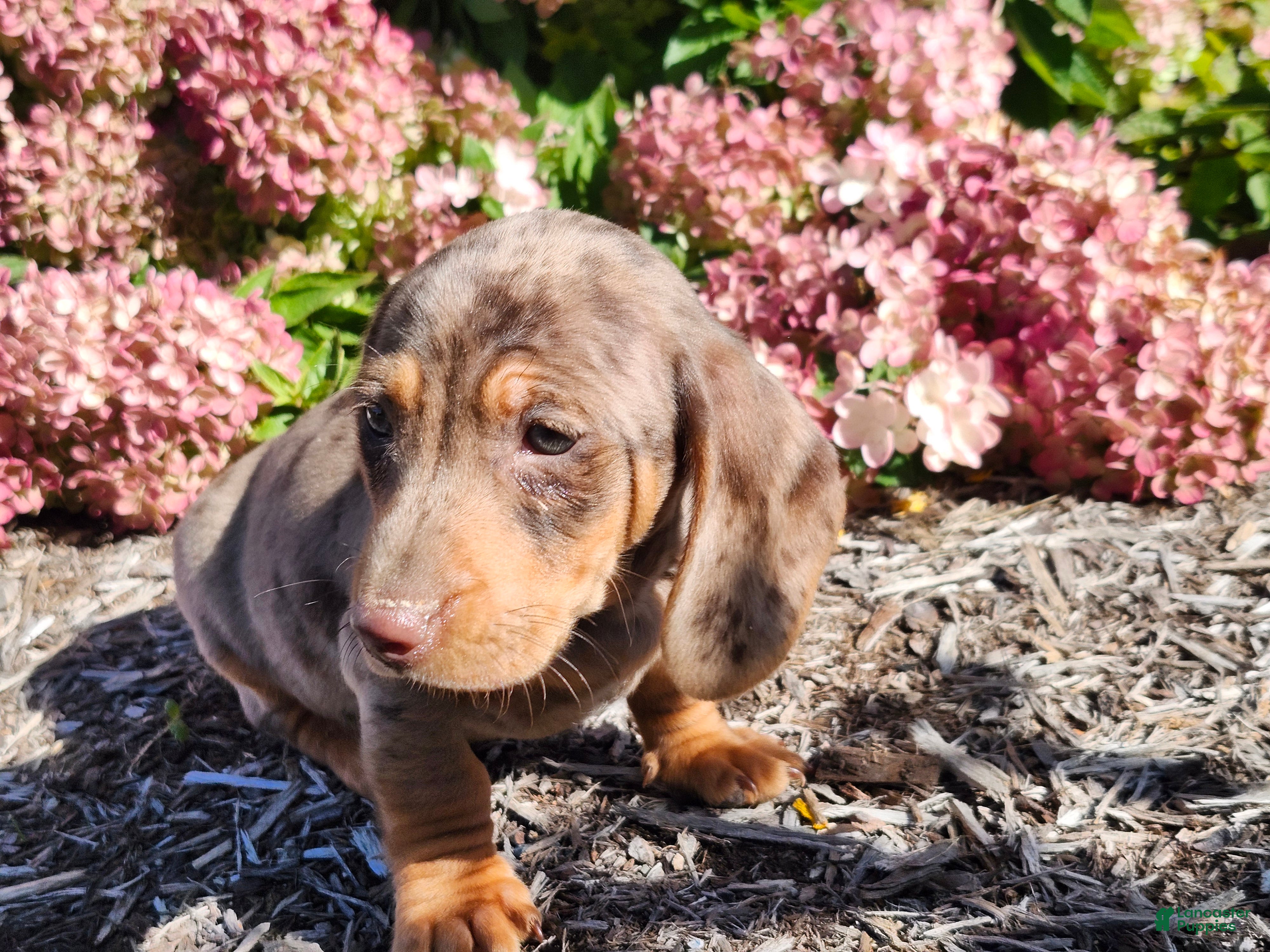 Murphy (Dachshund, Male) in Lodi, NY