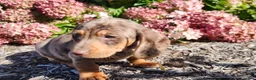 Miniature Dachshund dogs for sale: Murphy  - Ad 1