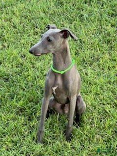 Italian Greyhound dogs Usher - Ad 1