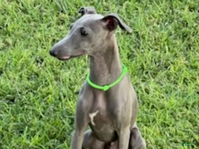 Italian Greyhound dogs for sale: Usher - Ad 1