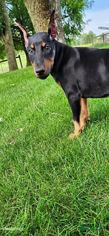 Doberman Pinscher dogs Knox - Ad 2