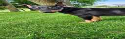 Doberman Pinscher dogs for sale: Knox - Ad 2