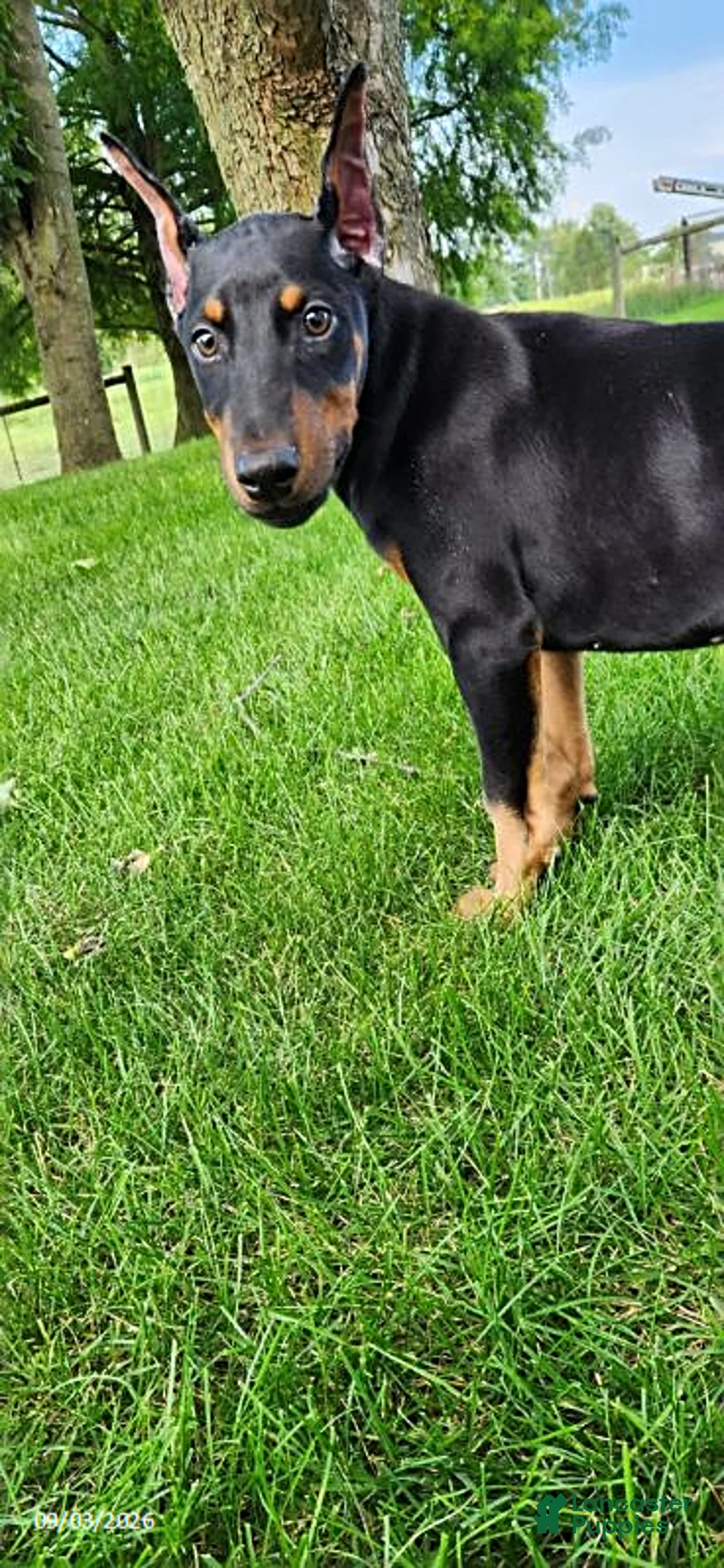 Doberman Pinscher dogs for sale: Knox - Ad 2