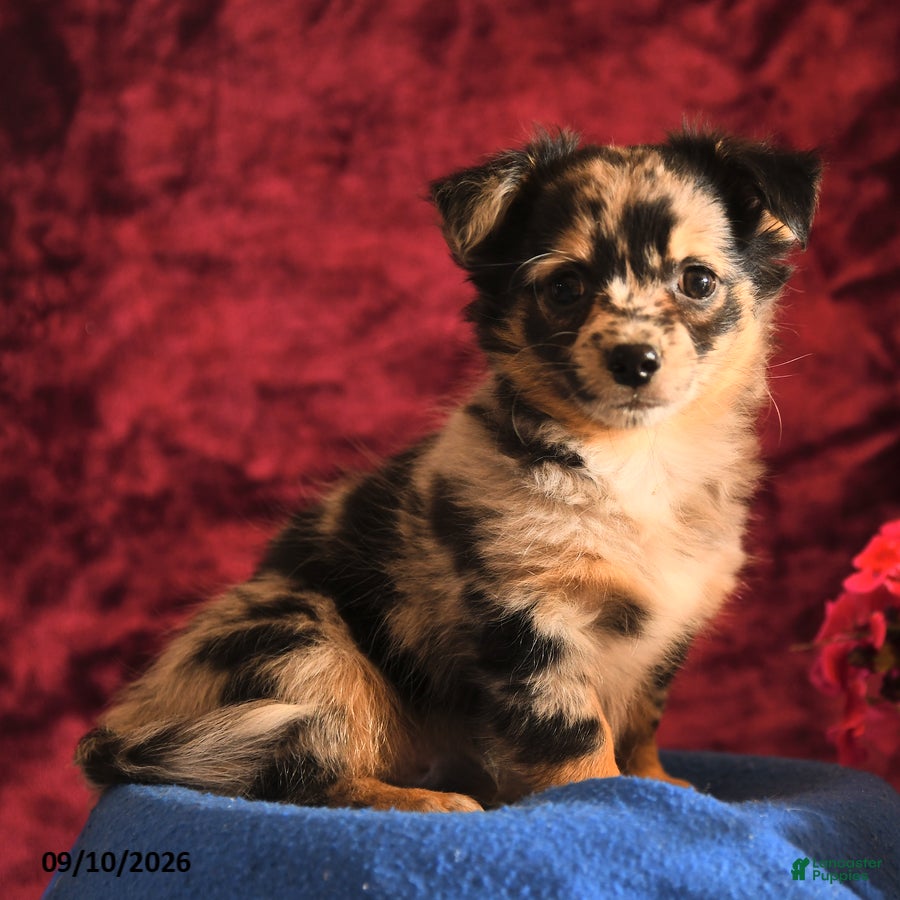 Chihuahua dogs Josie - Ad 1